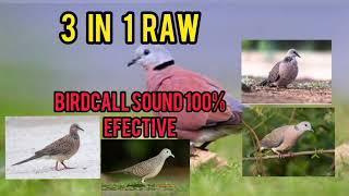 3in1 raw dove birdcall-zebra/batobato, spotted/morning dove,ringneck #pcpairgun #pestcontrol #hunter