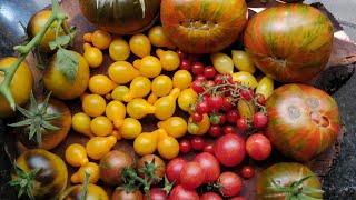 When to sow TOMATO  SEEDS in TROPICAL , DESERT or  any climate | 2 T's for tomato growing success