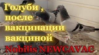 Голуби, после вакцинации вакциной Nobilis NEWCAVAC