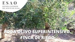 Poda olivo superintensivo. Finca de riego con 8 años.