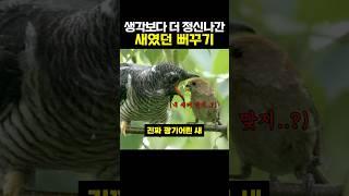 생각보다 더 정신나간 새였던 뻐꾸기 #동물 #이슈 #뉴스