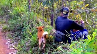 Welcome Pig Hunting With dog Berburu