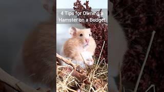 Owning a Hamster on a Budget! - Where to Find Cheap Pet Supplies 