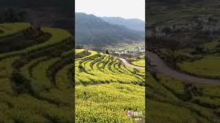 江西婺源江铃油菜花风景