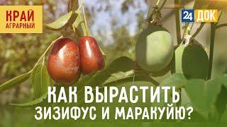 Кто на Кубани выращивает зизифус и маракую? КРАЙ АГРАРНЫЙ