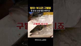 방어와 부시리 구별법 5가지 공개합니다