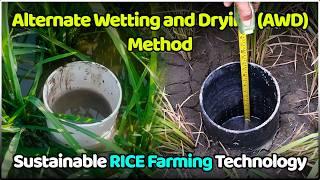 Alternate Wetting and Drying (AWD) Rice Farming Method | Paddy Cultivation