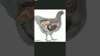 How is a chicken egg made? #education #knowledge #viral