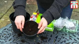 How to grow bareroot plants video with Thompson & Morgan.