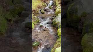 Icy Stream Sounds - Serene Scenes