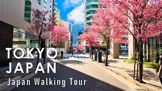 Japan walking tour in Tokyo Spring 2024 4K 60fps HDR