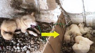 Mama dog cried helplessly next to her puppies, owner hid them under the bridge