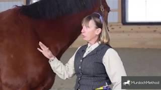 SURE FOOT Equine Stability Program® DVD Quick Start Guide 2017