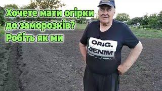 Хочете мати огірки до заморозків? Робіть як ми!