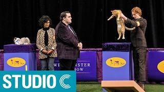 Westminster Cat Show - Studio C