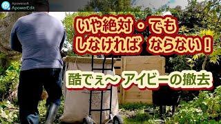 【しなければ ならない アイビー撤去】＃53