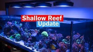 Shallow Reef Update on the Custom 6' Shallow Reef Tank!