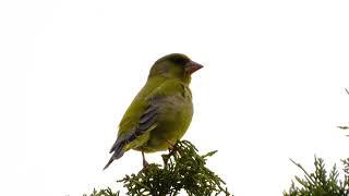 Greenfinch (Chloris chloris) singing