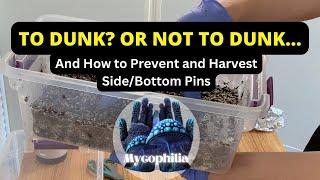 Should You Dunk? Fan? And How to Avoid Sidepins (NO Liner), and How to Harvest Shoeboxes! Mycology