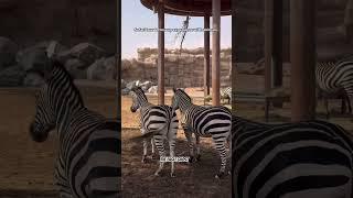 Must visit safari park in dubai| more than 3000 animals| animal feedings and more| Dubai Safari Park