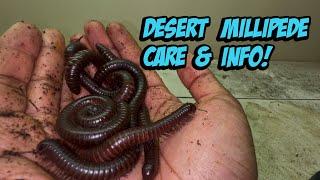 Desert Millipede Info, Care, & Setup! (Orthoporus ornatus)