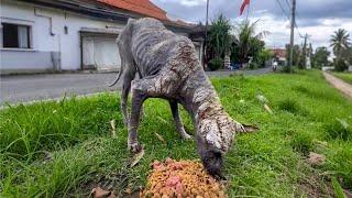 Dog Looked Like Dinosaur Transforms Into The Fluffiest One | Pets Town