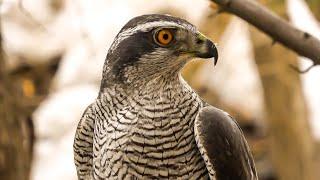 Falconry: Introduction to Goshawks