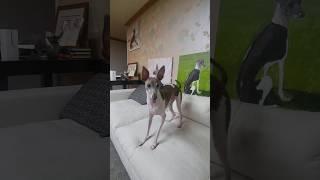 흥분해서 공던지라고 애원하는 강아지#반려견 ##italiangreyhound