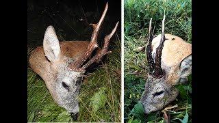 Roebuck hunting during the rut / Polowanie na rogacze podczas rui