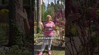 Самый быстрый способ избавиться от муравьев!