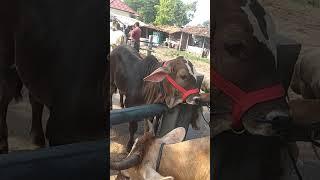 Calon sapi Sultan Bakalan PO hitam super 16 juta # shorts