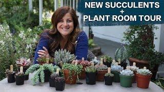 New Succulents + Plant Room Tour!  // Garden Answer