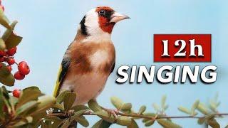 Goldfinch 12h Training Song - New Singing