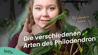 Das sind die 9 schönsten Philodendron Arten  | feey Zimmerpflanzen 