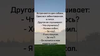 Две собаки #юмор #анекдот #прикол  #шутки