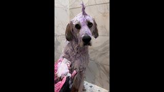 Dog Spa Day ASMR | Compilation | TheGoodHype