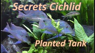 Secrets to a Planted Cichlid Tanks