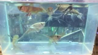 African Butterfly Fish For Sale!