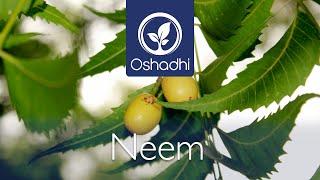 Neem (Azadirachta indica) - The sacred Tree of India | OSHADHI plant portrait - HD old