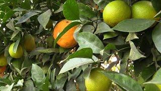 Logee’s 10-Variety Citrus Tree