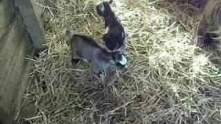 Pygmy Goat Kids 6 Days old