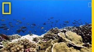 Rising Ocean Temperatures are "Cooking" Coral Reefs | National Geographic