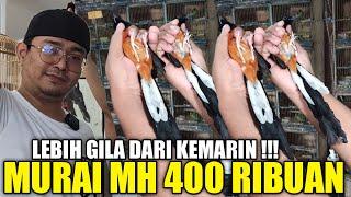 BIKIN KENA MENTAL !!! CUMA KIOS ALHAMDULILLAH YG NEKAD JUAL RATUSAN MURAI MH NON GEMBUNG SEMURAH INI