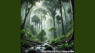 Sound of Rain in the Forest, Rhythm of Nature