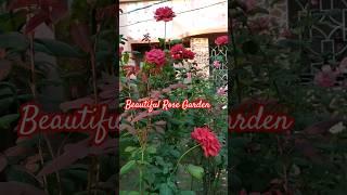 Beautiful rose garden #rose #blossom #peace #nature #garden
