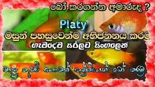 How to Breed Platy Fish in Sinhala / T.D Fish Paradise