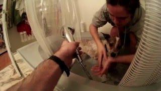 Webseries Episode Twelve: "Washing A Dog Named Aloha"