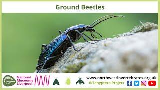 UK Ground Beetles