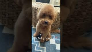 Before or after??#fypシ゚ #cute #dog #shortsviral #subscribe