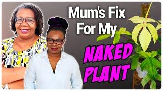 How My Mum Helped Me Fix a Bare Stem Plant